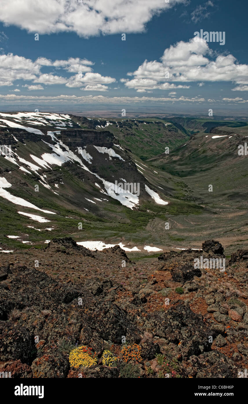Sedums bloom tra gli affioramenti di basalto con vista su Little Blitzen Gorge in cima SE dell'Oregon Steens Mountain Wilderness Area. Foto Stock