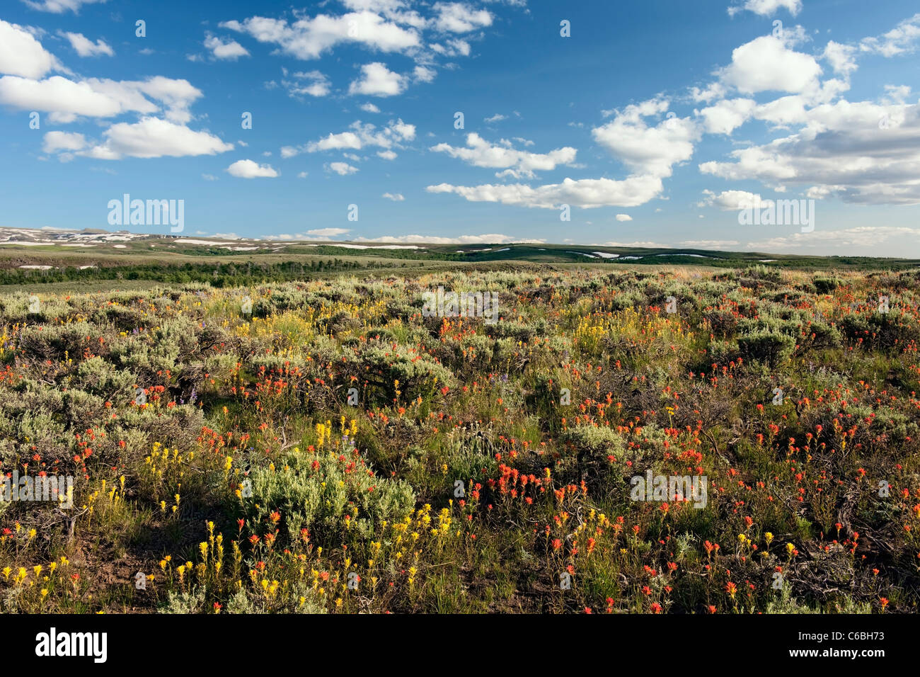 Rosso e giallo indian paintbrush bloom tra il sagebrush sulla cima di sé dell'Oregon Steens Mountain Wilderness Area. Foto Stock