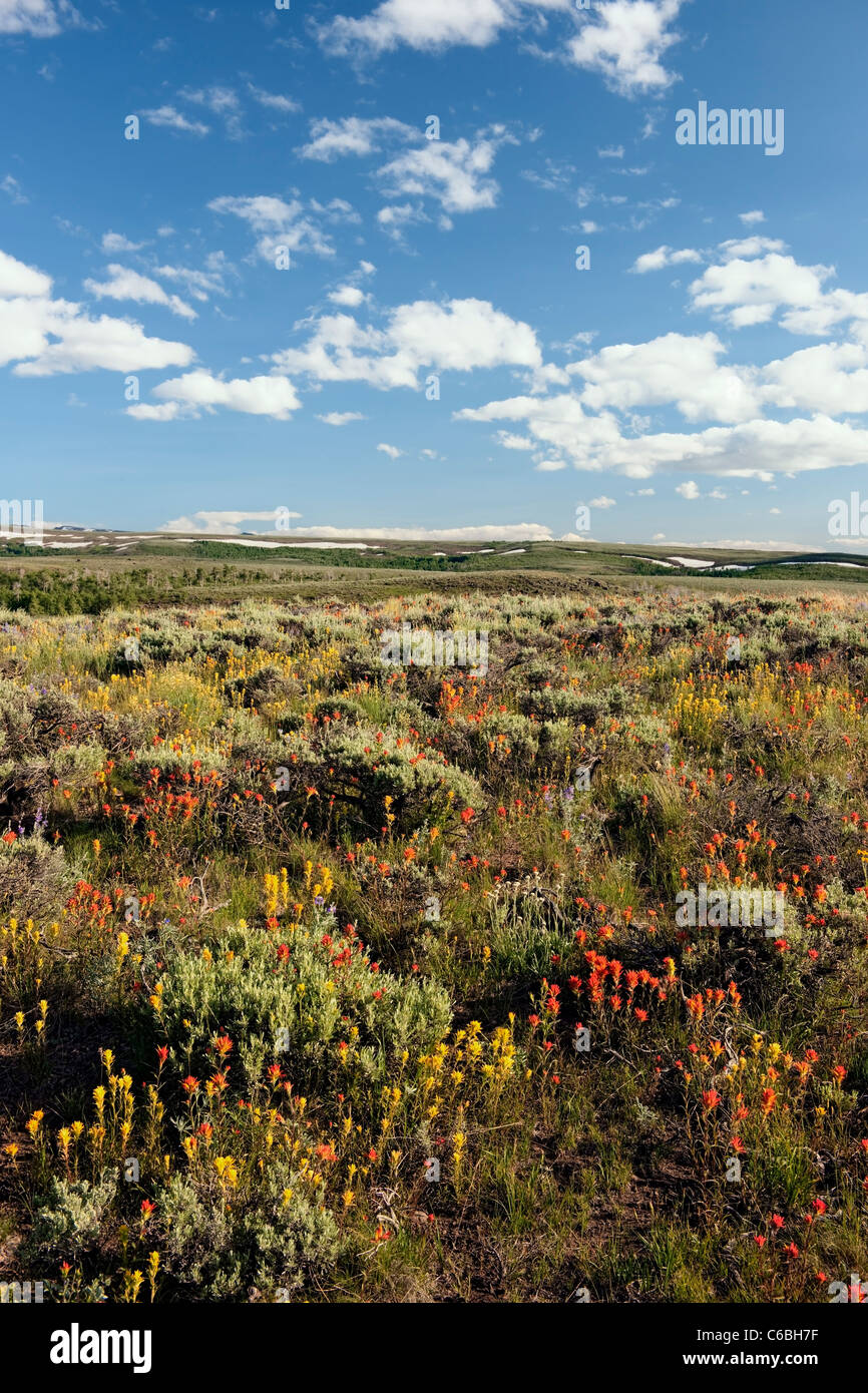 Rosso e giallo indian paintbrush bloom tra il sagebrush sulla cima di sé dell'Oregon Steens Mountain Wilderness Area. Foto Stock