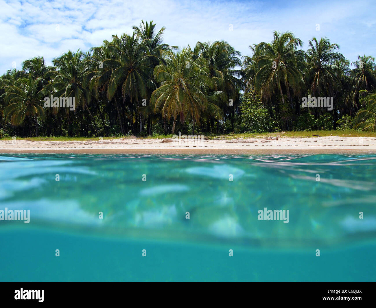 Costa con spiaggia e alberi di noci di cocco in Zapatilla isola, Bocas del Toro, mar dei Caraibi, Panama Foto Stock