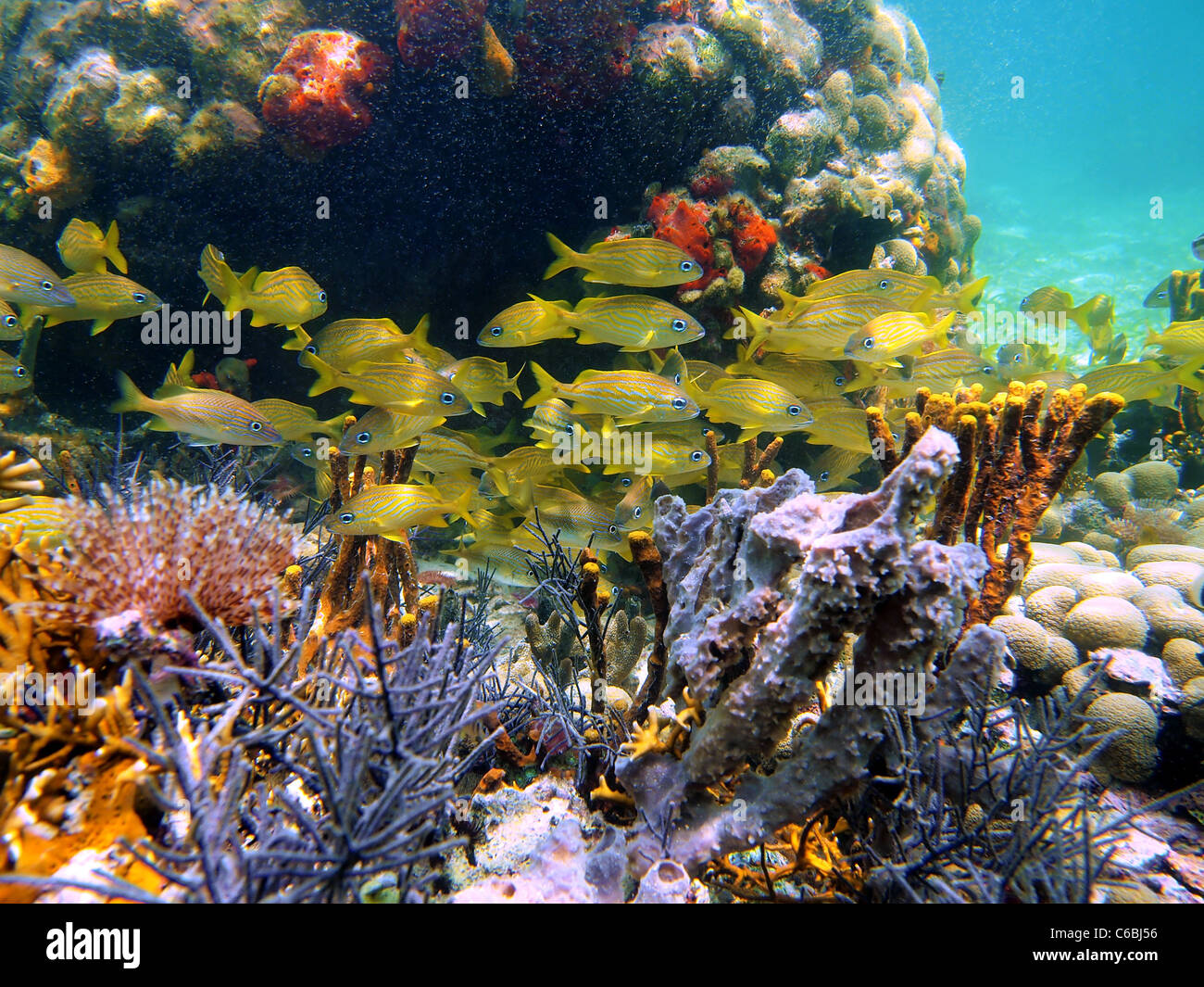 Colorata vita sottomarina con una secca di grunt francese di pesce in una scogliera di corallo, il mare dei Caraibi, Bocas del Toro, Panama America Centrale Foto Stock