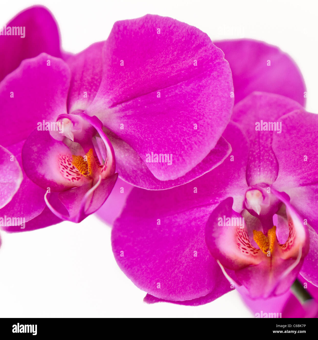 Rosa (orchidee phalaenopsis) isolato Foto Stock