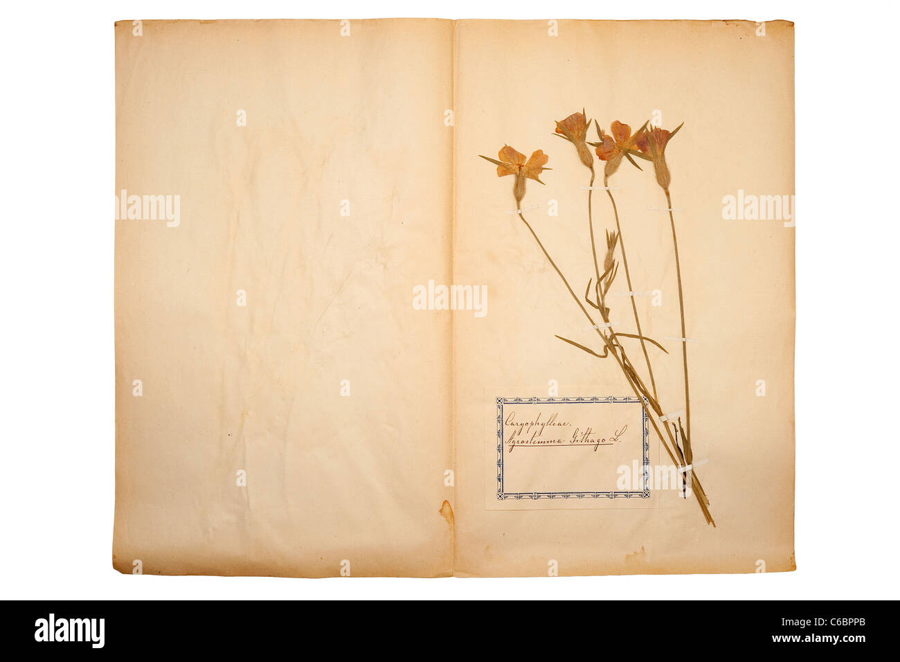 Fiore pressato sul vecchio andato carta gialla Foto Stock