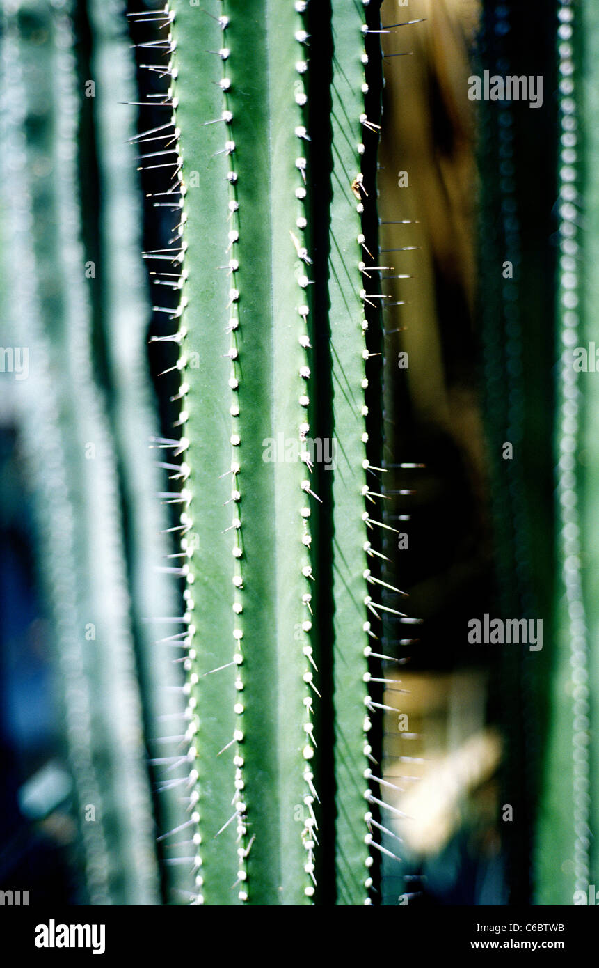 Cactus all'interno di una serra a giardini botanici Palmengarten a Francoforte sul Meno in Germania. Foto Stock