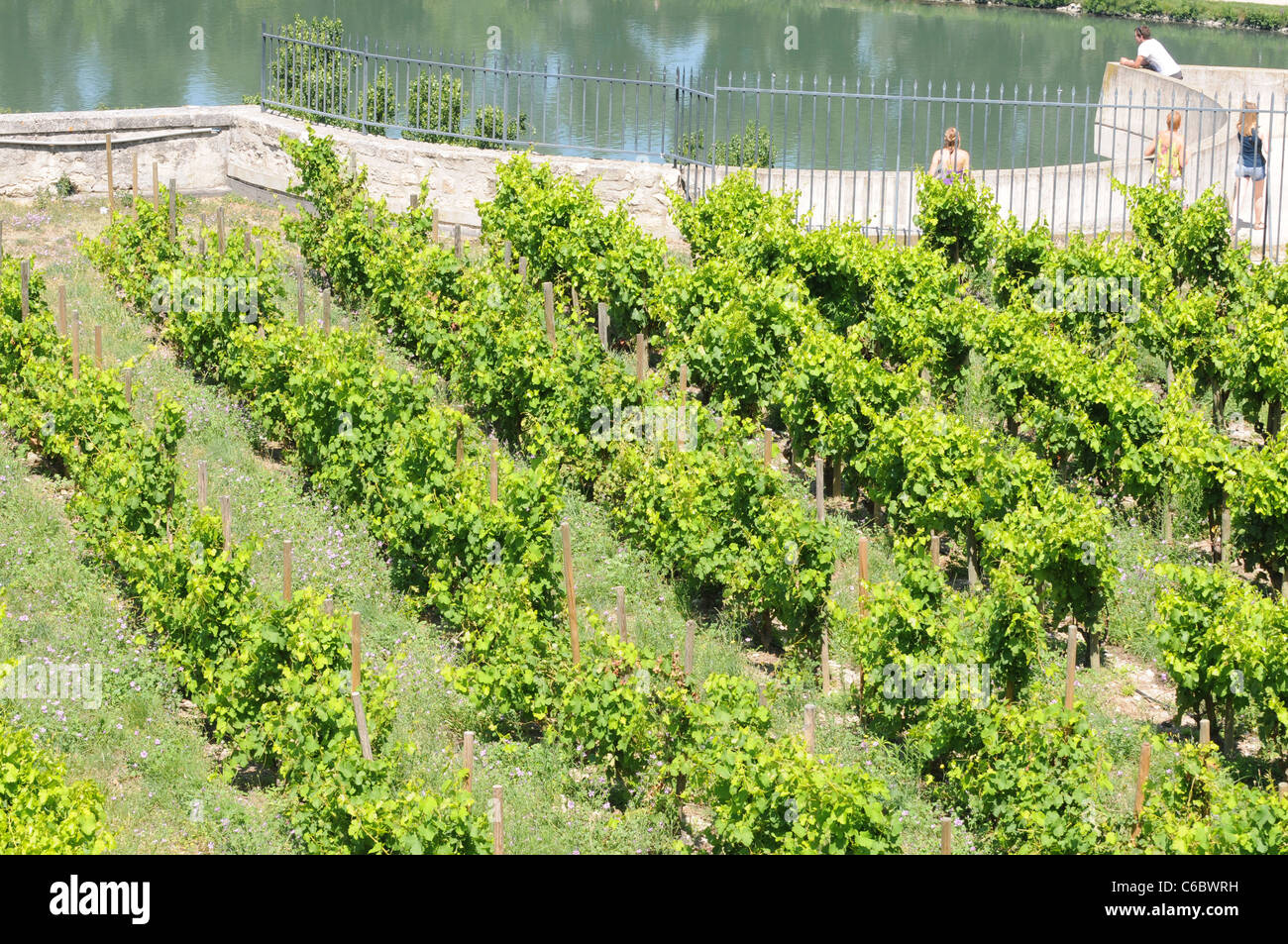 Piccola vigna Rocher des Doms (Dom Rock Park) in Avignon, Francia Foto Stock