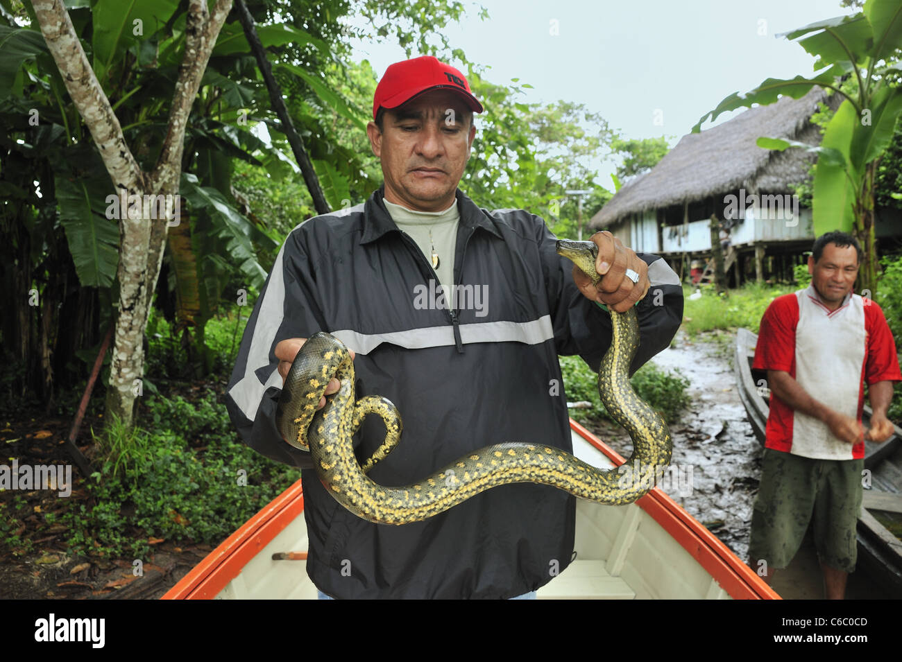 Guida turistica che tiene catturato il serpente, il fiume del Amazon, Perù Foto Stock