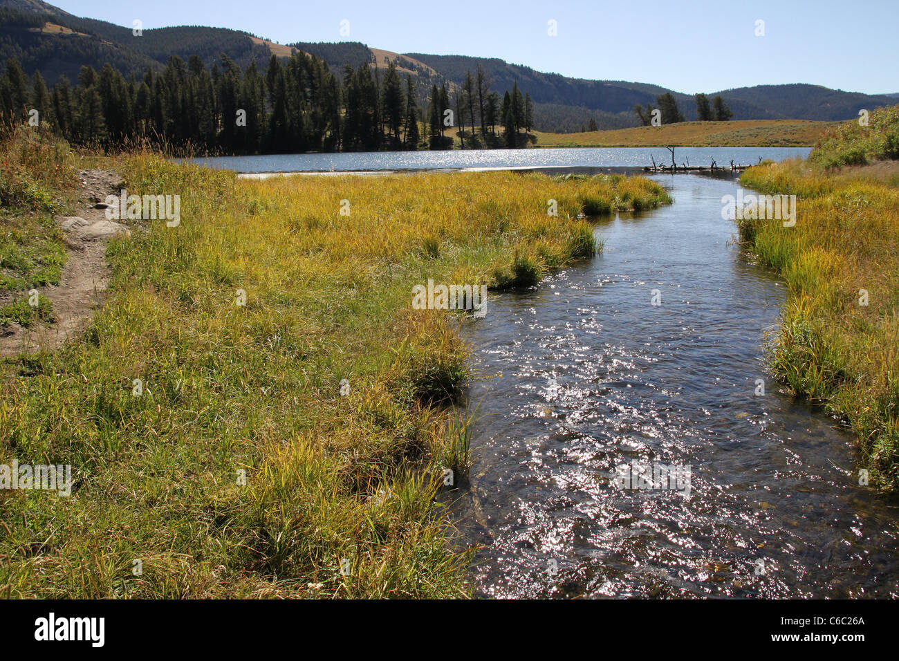 Trota Lago, il Parco Nazionale di Yellowstone Foto Stock