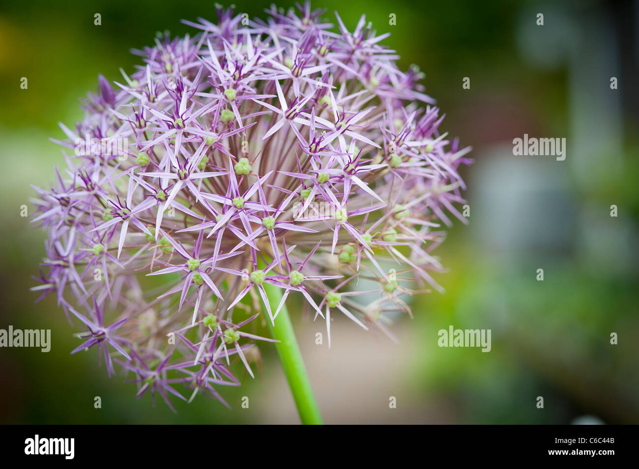 Una macro close up di una straordinaria rosa e viola Allium 'Christolphi' in un giardino inglese Foto Stock