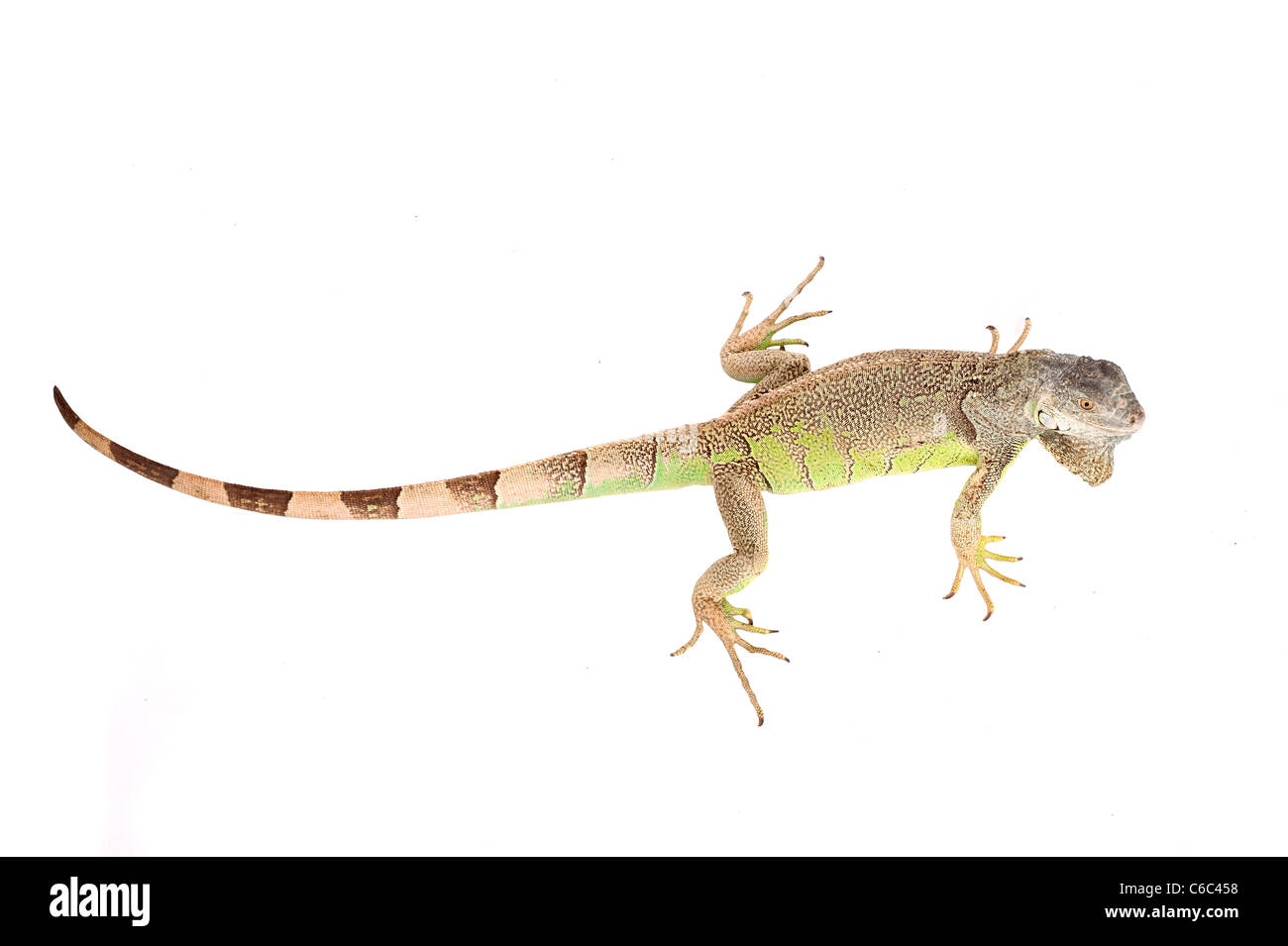 iguana verde Foto Stock