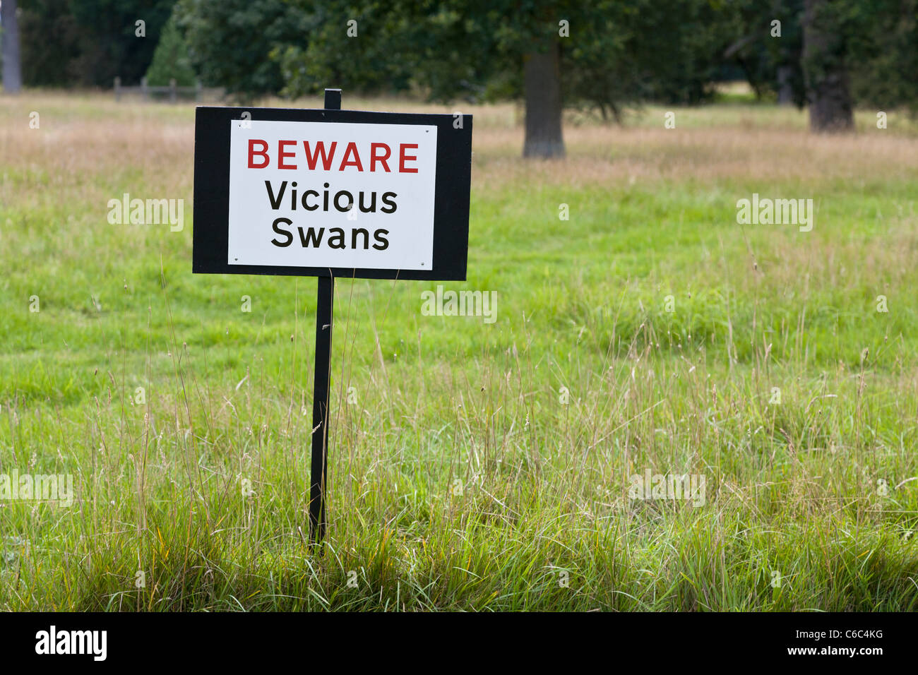Attenzione vizioso cigni segno su pascoli, Norfolk, Regno Unito. Foto Stock