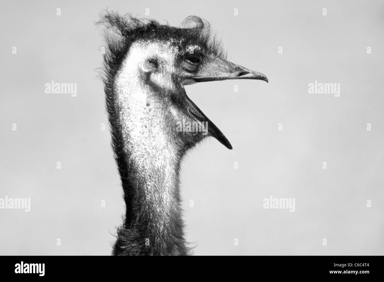 Struzzo con bocca o becco aperto e soffice punk come capelli, in bianco e nero. Foto Stock