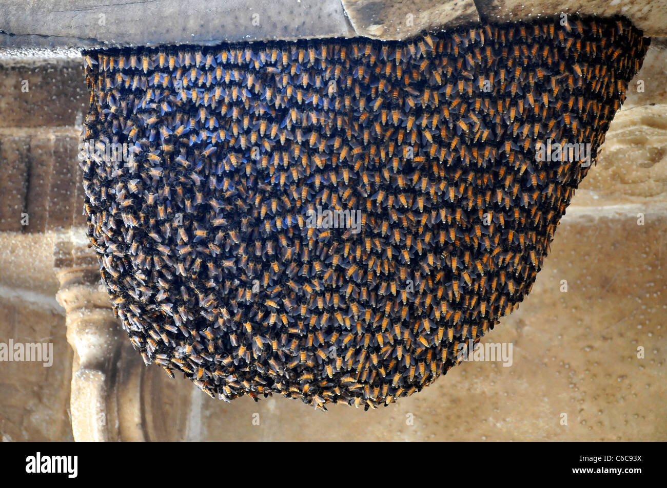 Colonia di api India Rajasthan Foto Stock