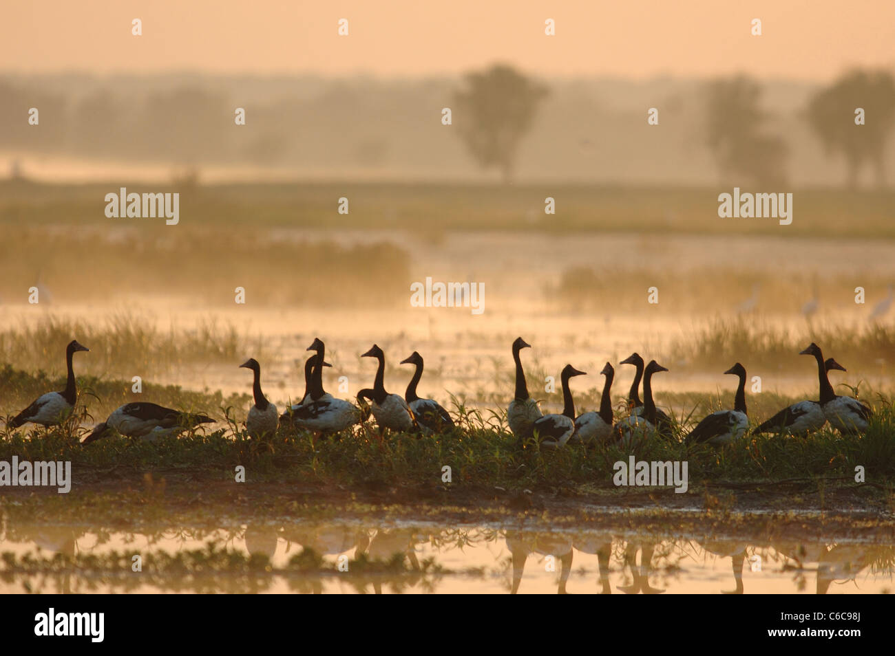 Stormo di oche Gazza (Anseranas semipalmata) nel Parco Nazionale Kakadu, Australia Foto Stock