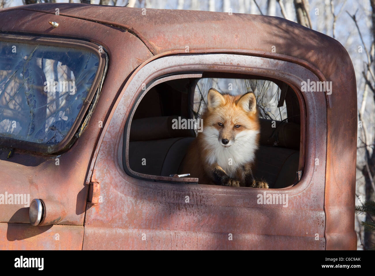 Red Fox (Vulpes vulpes vulpes) Foto Stock