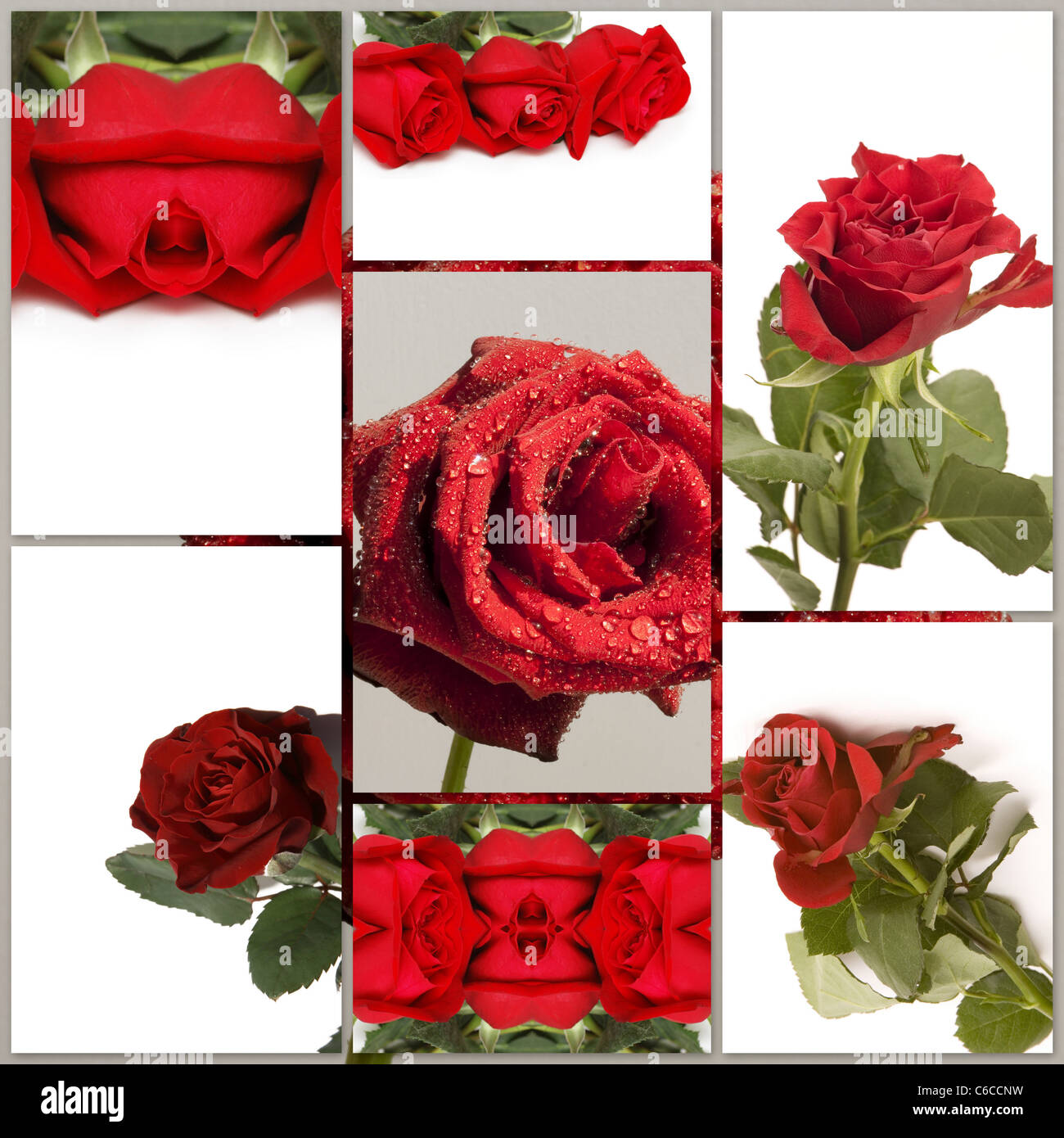 Montaggio di differenti red rose fiori foto Foto Stock