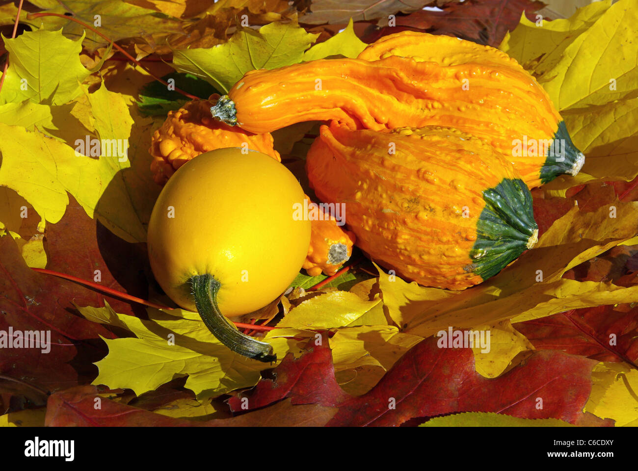 Zierkürbis - Zucca ornamentale 17 Foto Stock