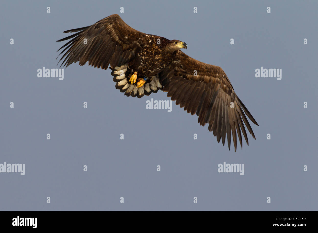 Colore bianco cerchiati-tailed Eagle / Sea Eagle / Erne (Haliaeetus albicilla) in volo in inverno, Germania Foto Stock