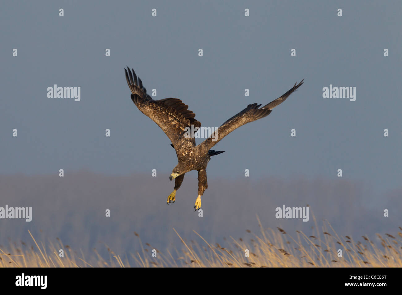 White-tailed Eagle / Sea Eagle / Erne (Haliaeetus albicilla) lo sbarco in reedbed in inverno, Germania Foto Stock