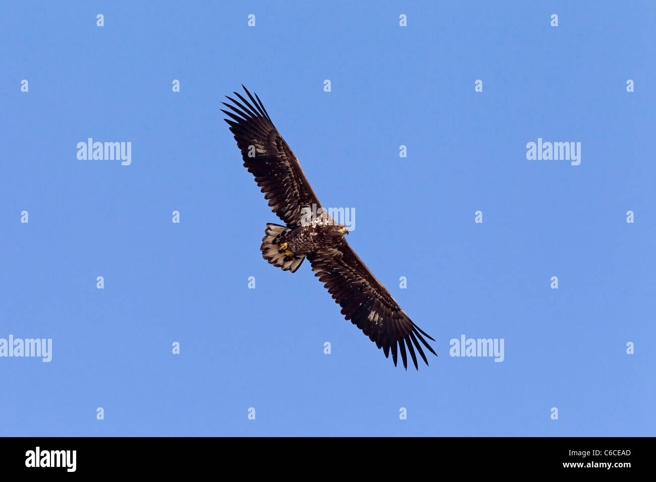 White-tailed Eagle / Sea Eagle / Erne (Haliaeetus albicilla) in volo in inverno, Germania Foto Stock