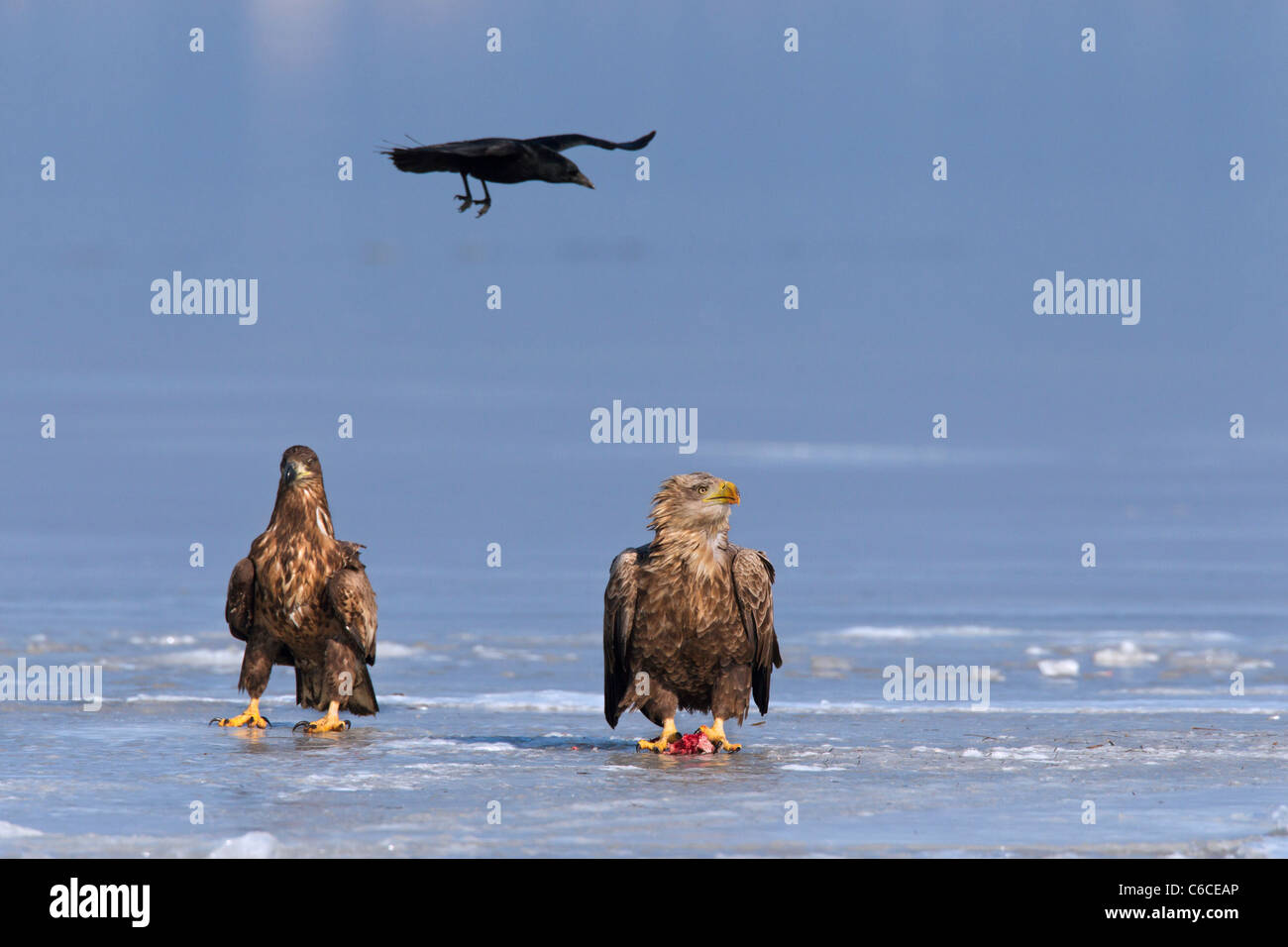 Carrion Crow (Corvus corone) volare su bianco-tailed sea eagle (Haliaeetus albicilla) mangiare pesce il lago ghiacciato in inverno Foto Stock