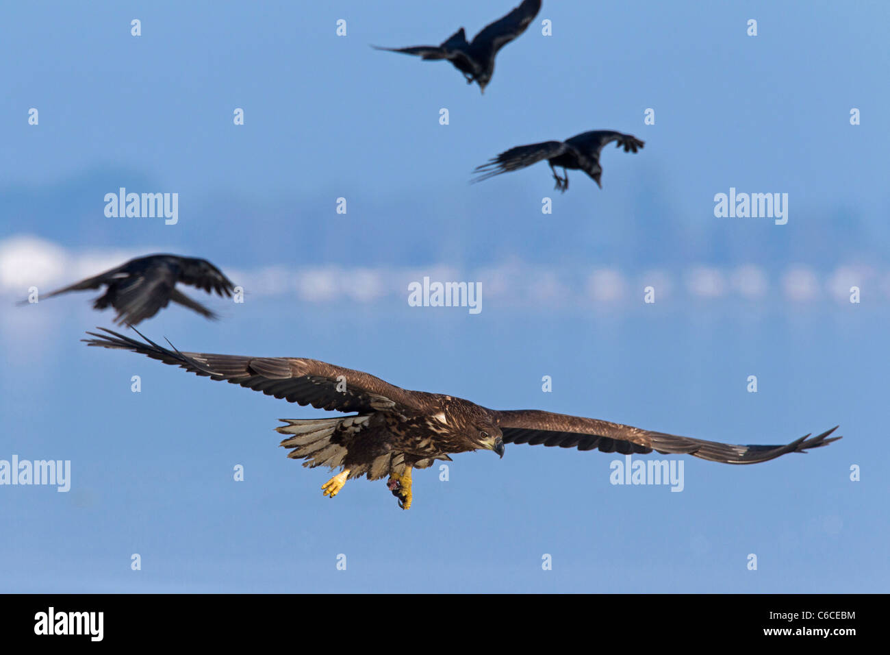 White-tailed sea eagle / Erne (Haliaeetus albicilla) in volo di essere assaliti da Carrion crows (Corvus corone) in inverno, Germania Foto Stock