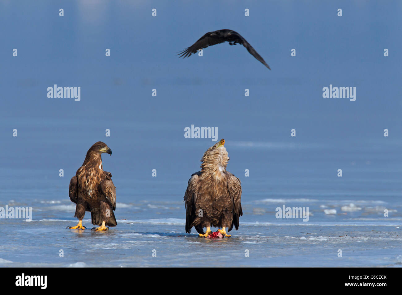 Carrion Crow (Corvus corone) volare su bianco-tailed sea eagle (Haliaeetus albicilla) mangiare pesce il lago ghiacciato in inverno Foto Stock