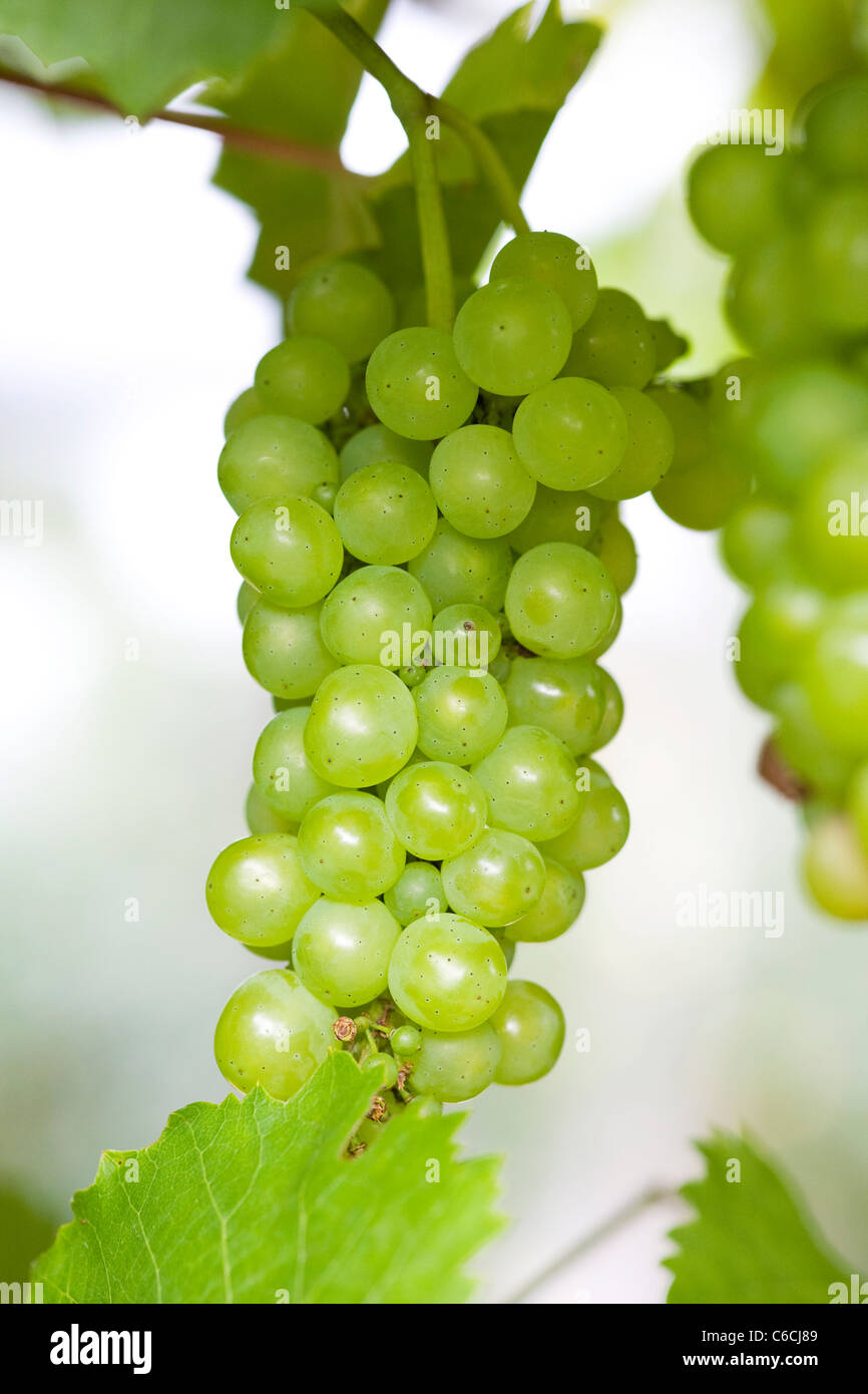 Vitis vinifera. Grappolo di uva bianca Foto Stock