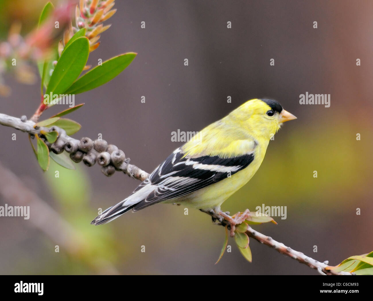 Maschio americano Goldfinch (Spinus tristis) arroccato su un ramo, che mostra corpo giallo brillante, cappello nero e ali. Comune finch del Nord America. Foto Stock