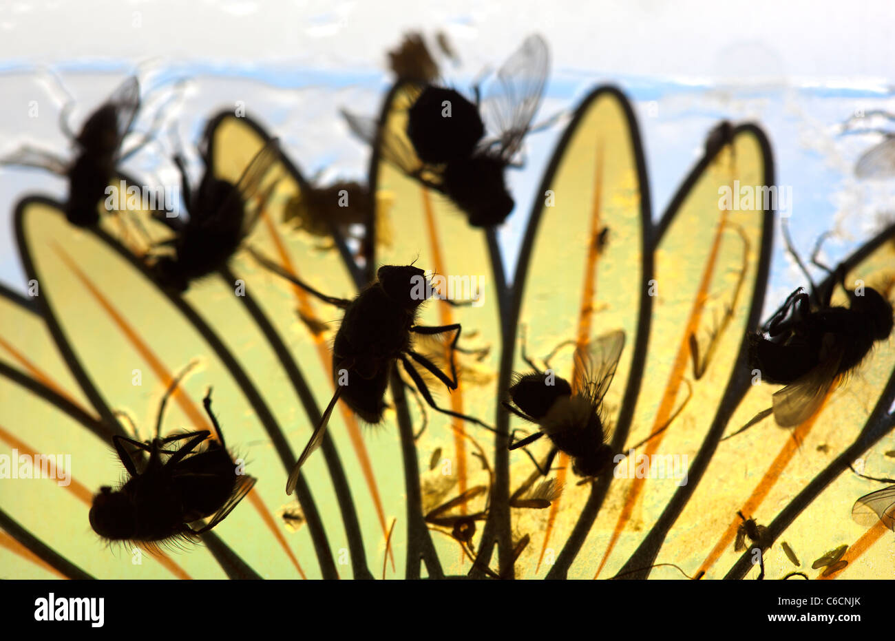 Mosche morte sul fly adesivo Trap vetrofania Foto Stock