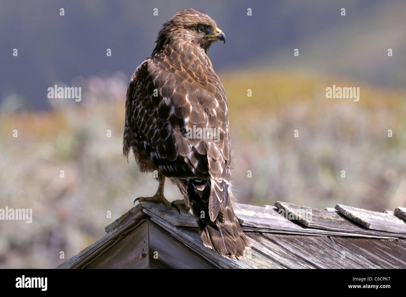 Un falco dalle spalle rosse - Buteo lineatus, arroccato e osservante. Foto Stock