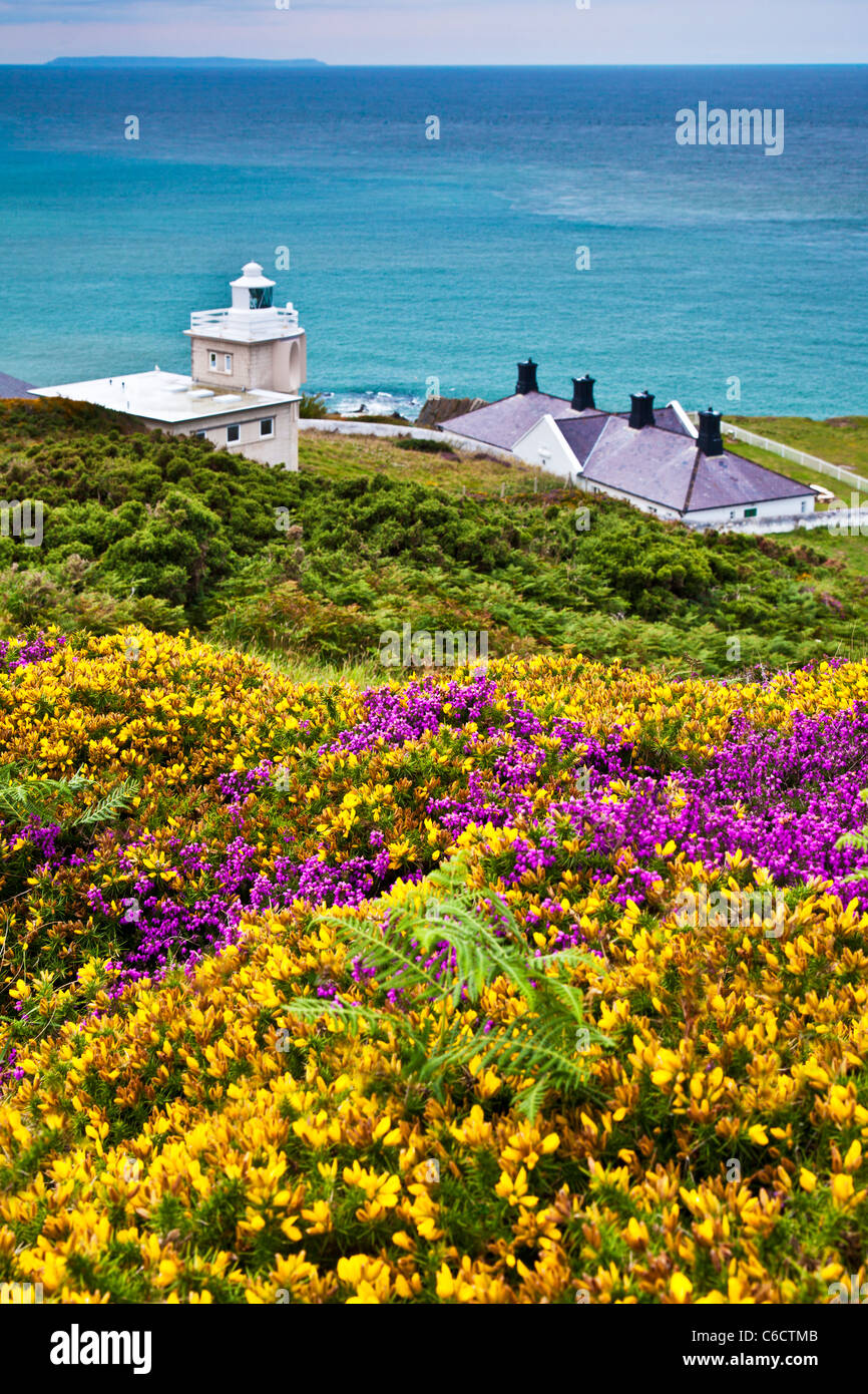 Gorse giallo e viola heather con Bull Point Lighthouse e Lundy Island, vicino a Woolacombe e Morthoe, Devon, Inghilterra, Regno Unito Foto Stock