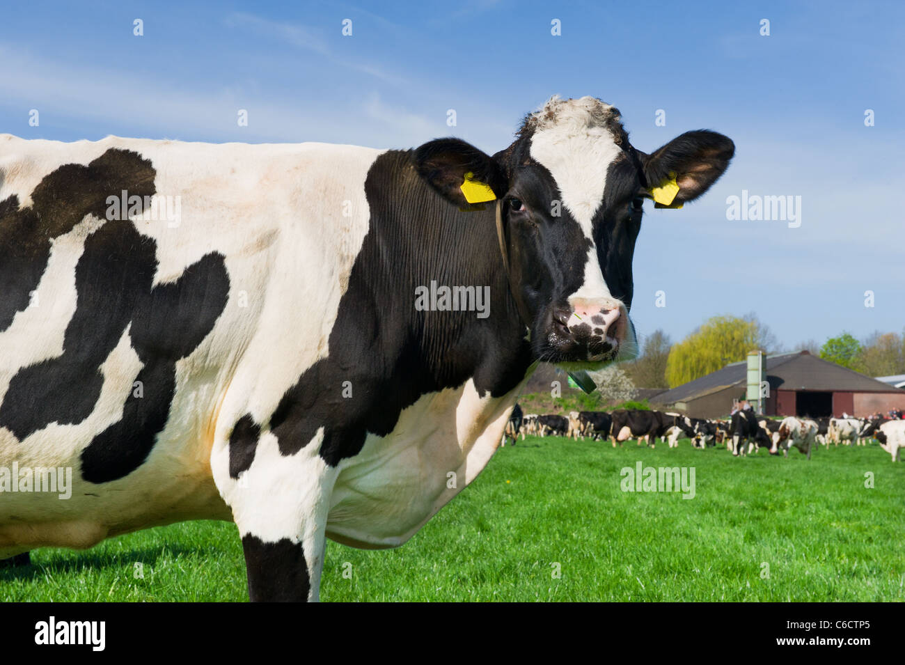 In Bianco E Nero Di Vacche Nel Paesaggio Olandese Con Il Verde Dei Prati Foto Stock Alamy