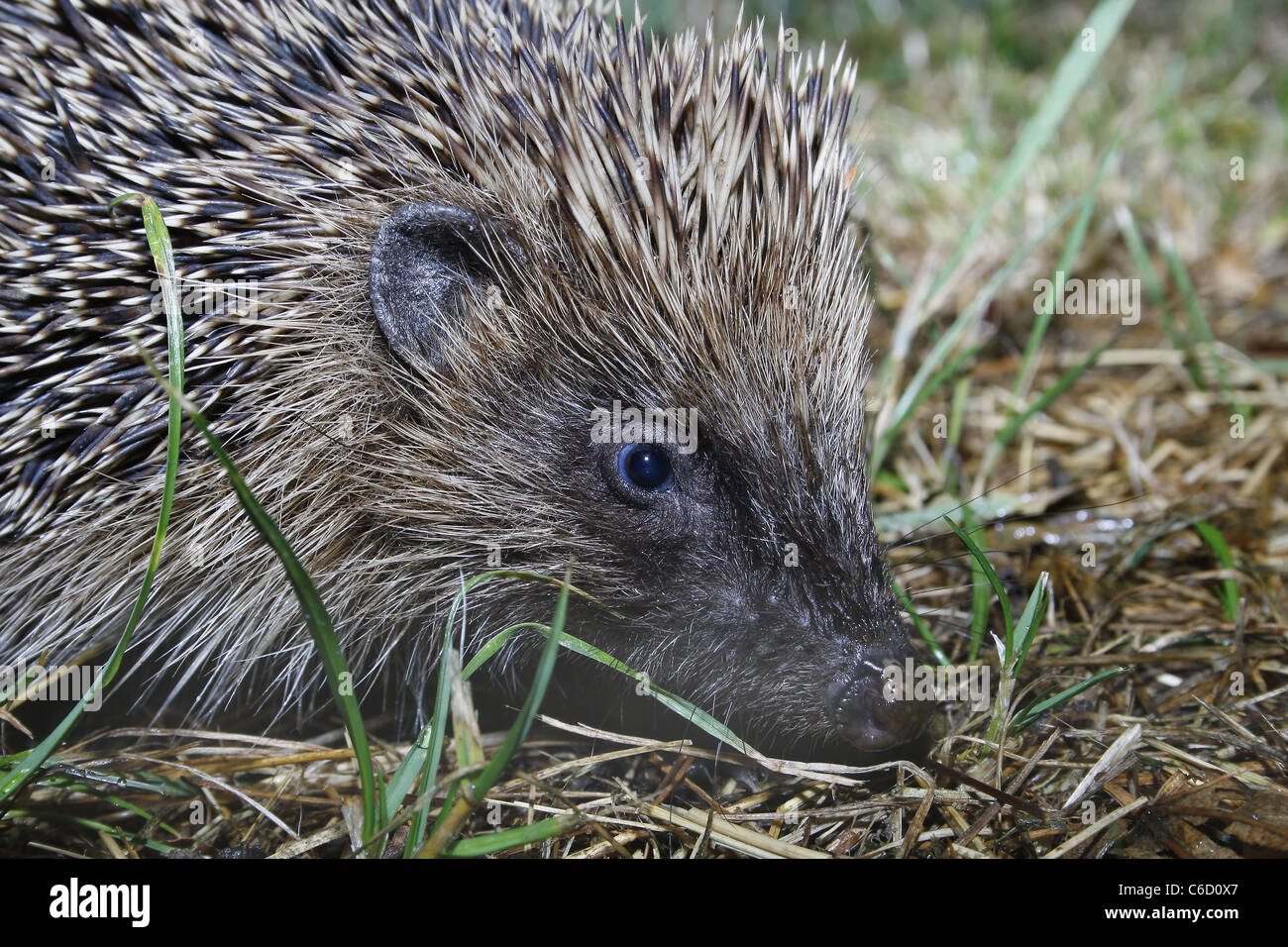 Riccio europeo sull'erba alla ricerca di cibo Erinaceus europaeus Foto  stock - Alamy