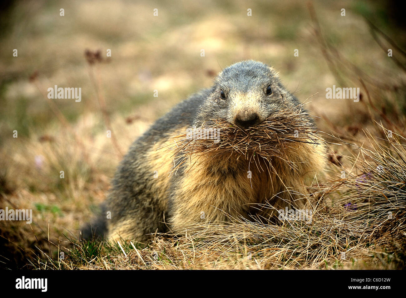 La marmotta alpina (nome scientifico: Marmota marmota) nella regione di Beaufortain, sulle Alpi francesi, Savoie, Europa Foto Stock
