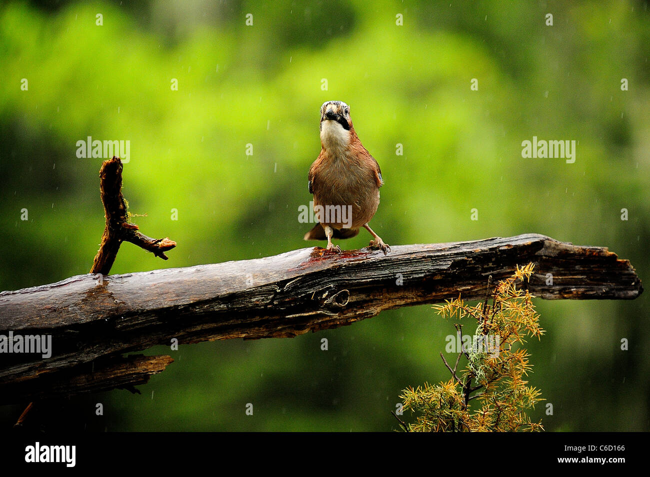 Eurasian jay (nome scientifico: Garrulus glandarius) nella regione di Beaufortain, sulle Alpi francesi, Savoie, Europa Foto Stock