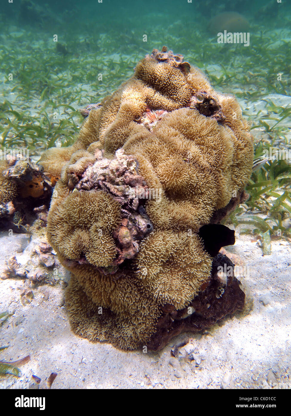 Anemoni di mare fissato sulla coral, costa caraibica del Costa Rica Foto Stock