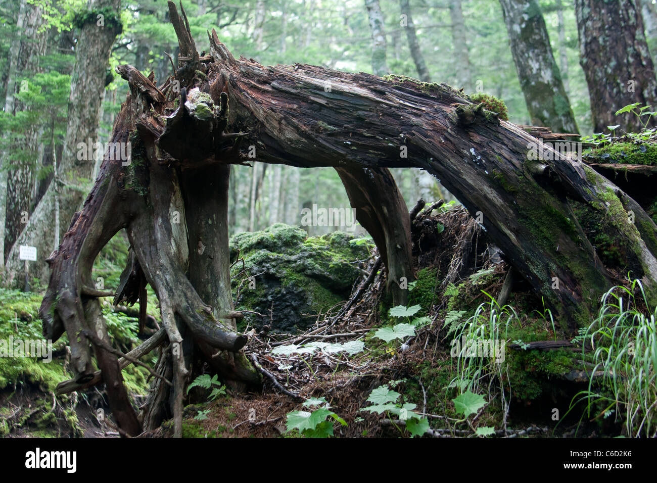 Grande arco di radici di albero sradicato Foto Stock