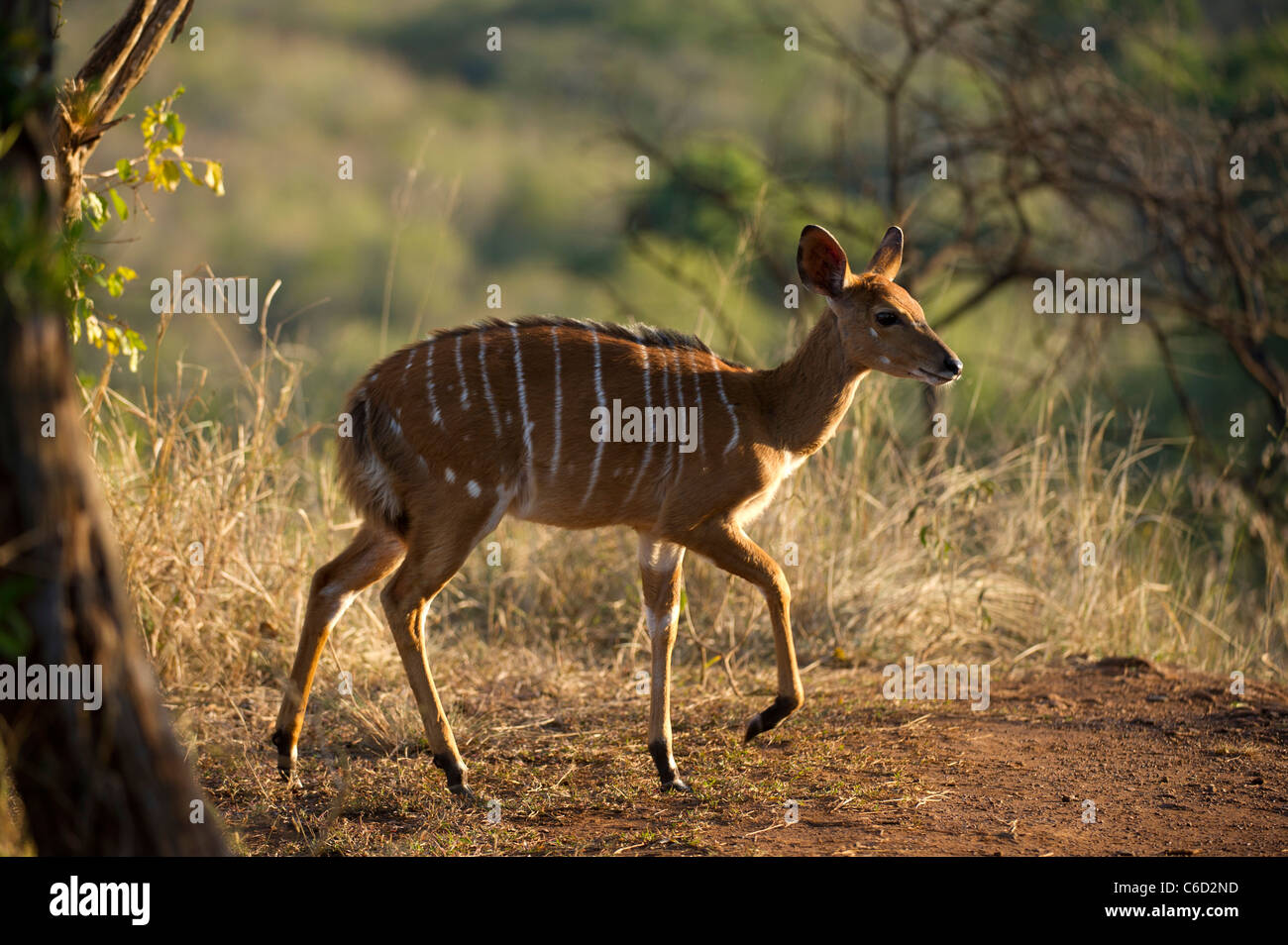 Nyala (Tragelaphus angasi), Hluhluwe-Imfolozi Game Reserve, Sud Africa Foto Stock