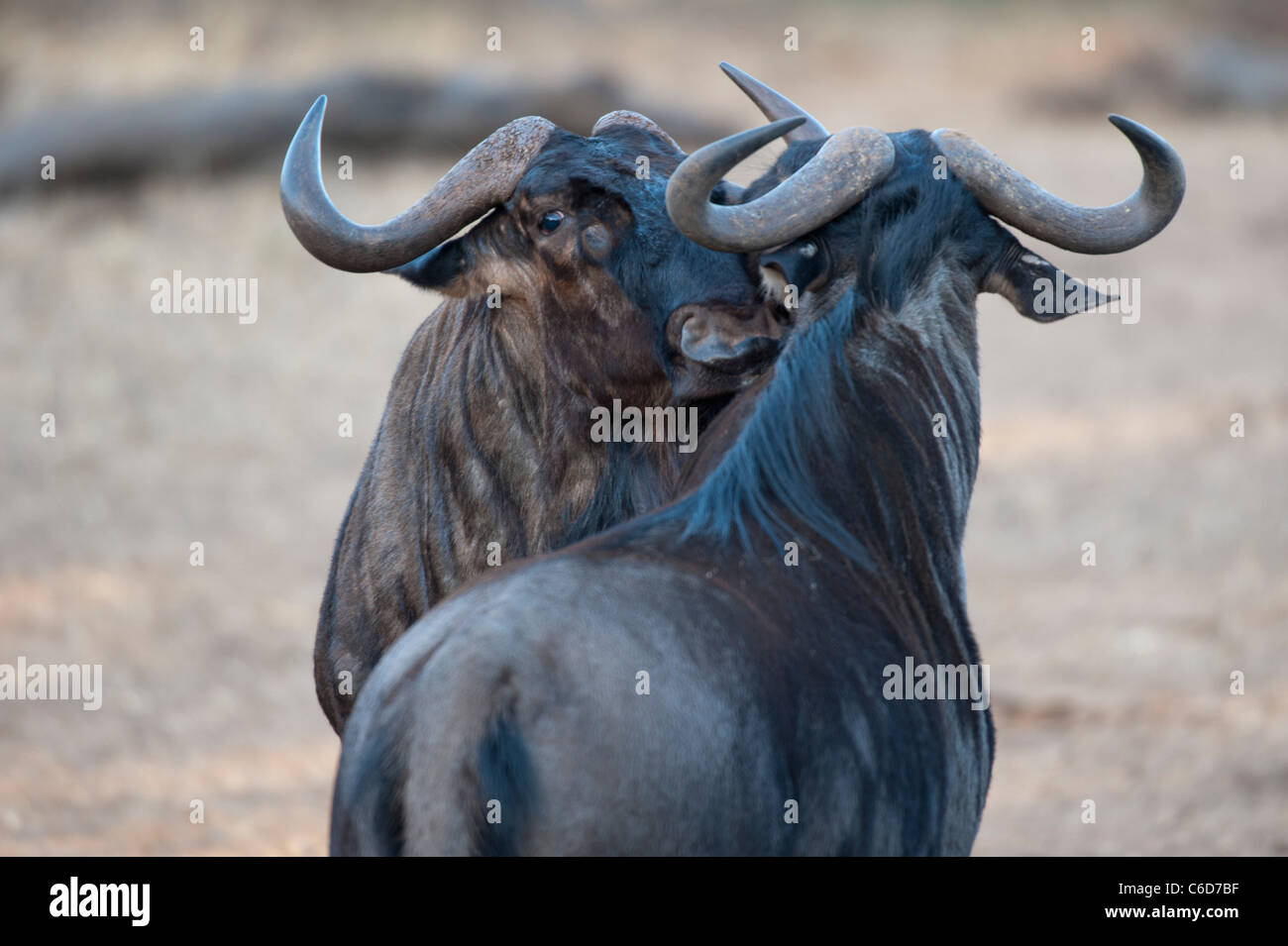 Blue GNU (Connochaetes taurinus), Mkhuze Game Reserve, iSimangaliso Wetland Park, Sud Africa Foto Stock