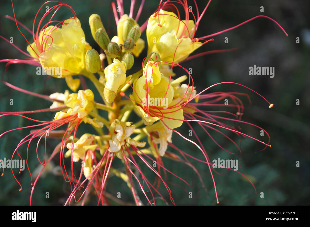 Fiore giallo con lunghi filamenti rossi e antere di piccole dimensioni Foto Stock