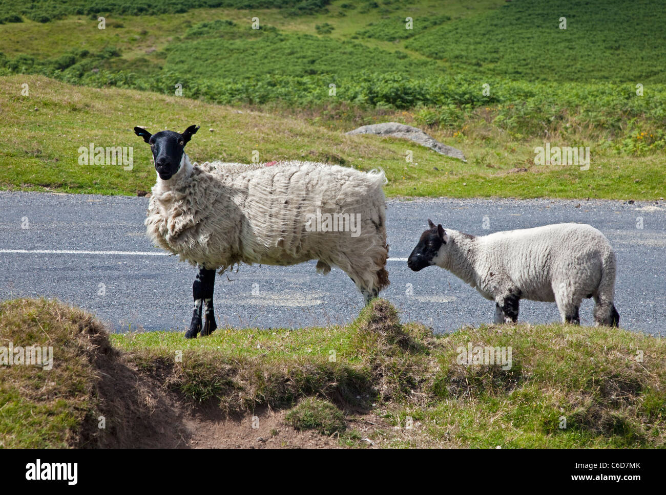 Pecora dalla strada nel Parco Nazionale di Dartmoor, Devon, Inghilterra Foto Stock