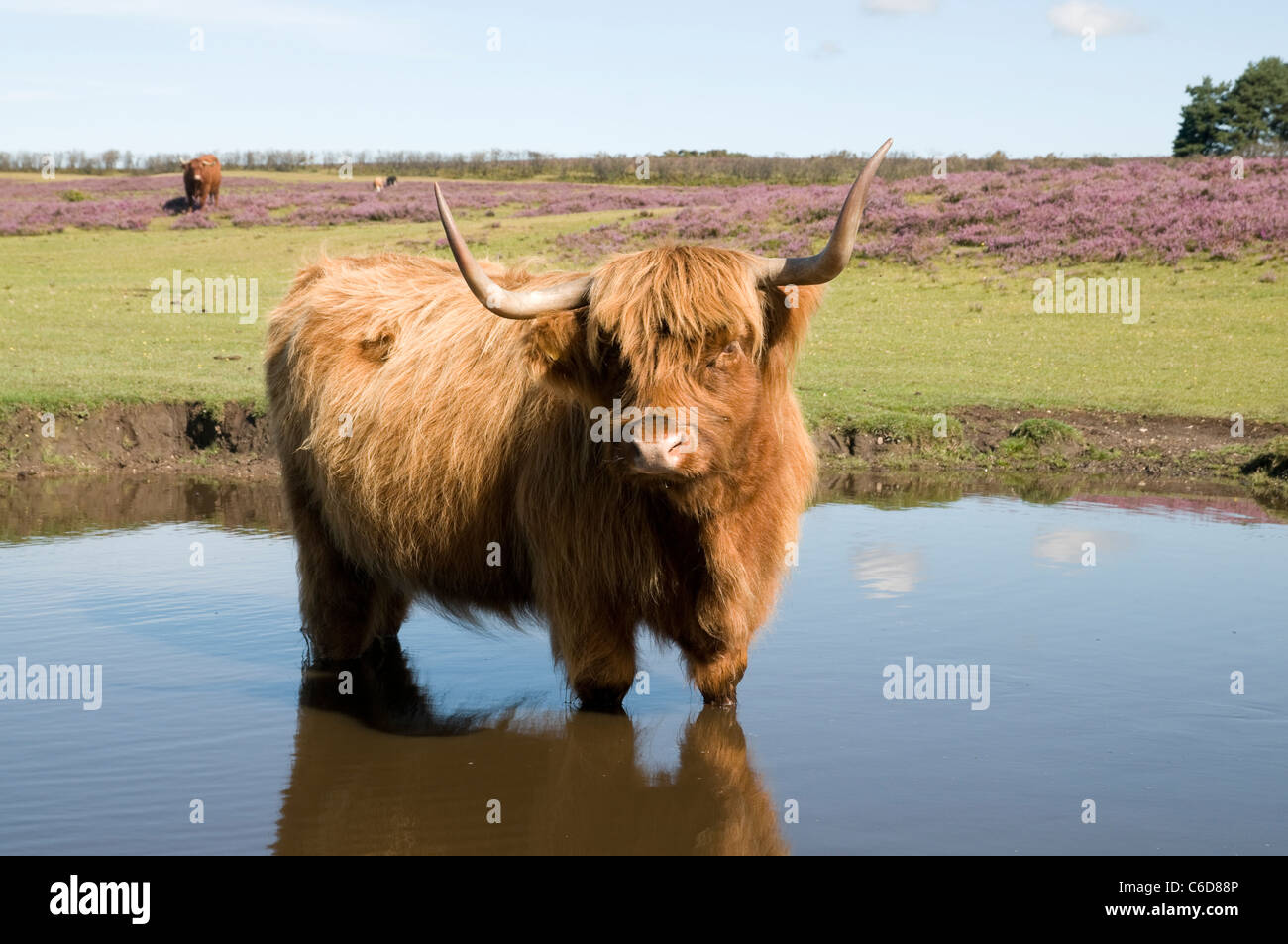 Highland bovini nella nuova foresta Foto Stock