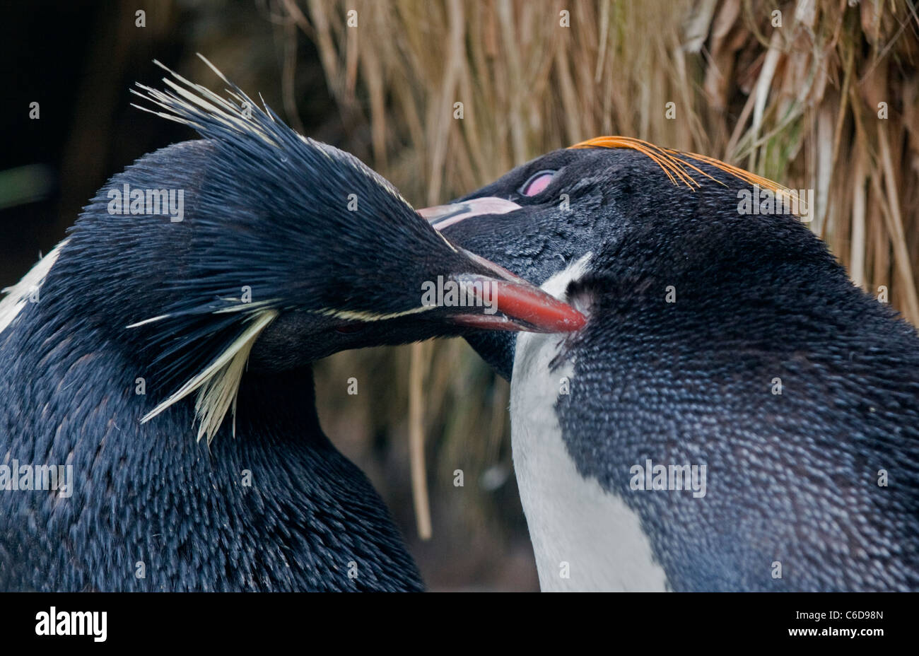 Southern pinguini saltaroccia (eudyptes chrysocome), West Point Island, Isole Falkland Foto Stock