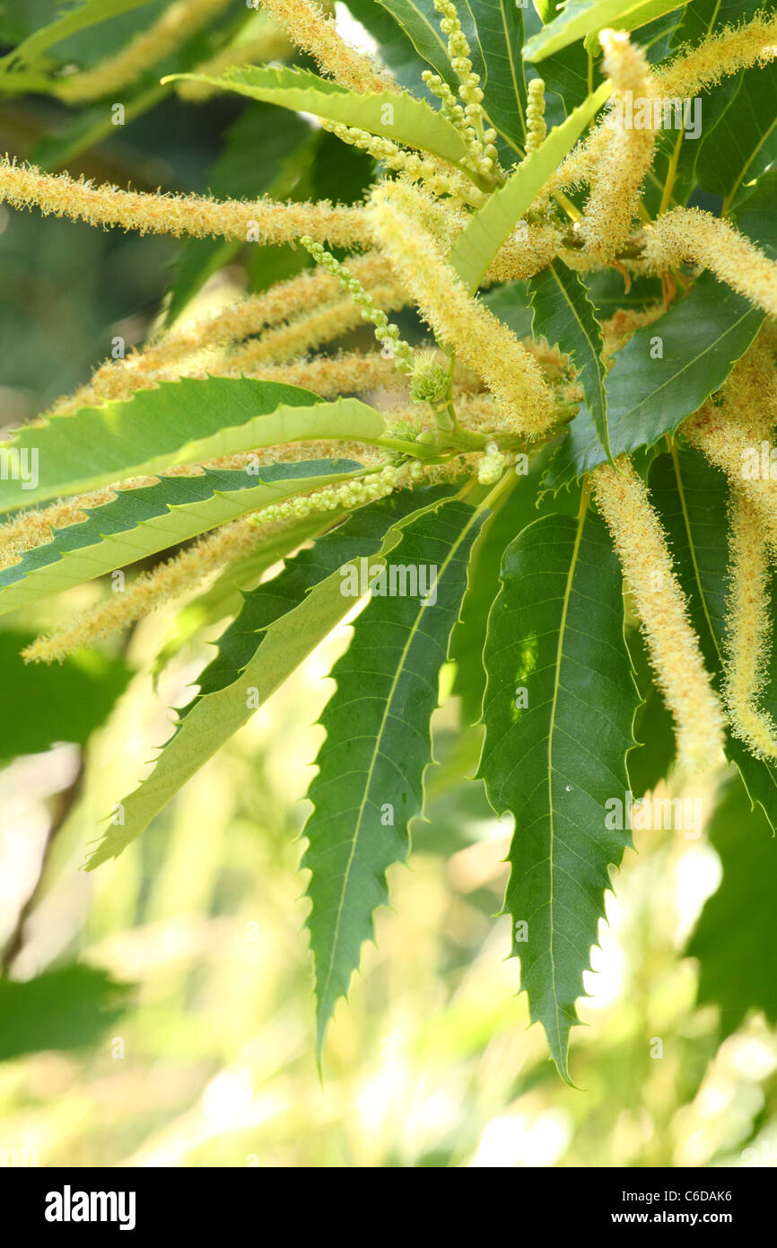 Amenti di unione castagno (Castanea sativa). Posizione: Maschio Karpaty, Slovacchia. Foto Stock