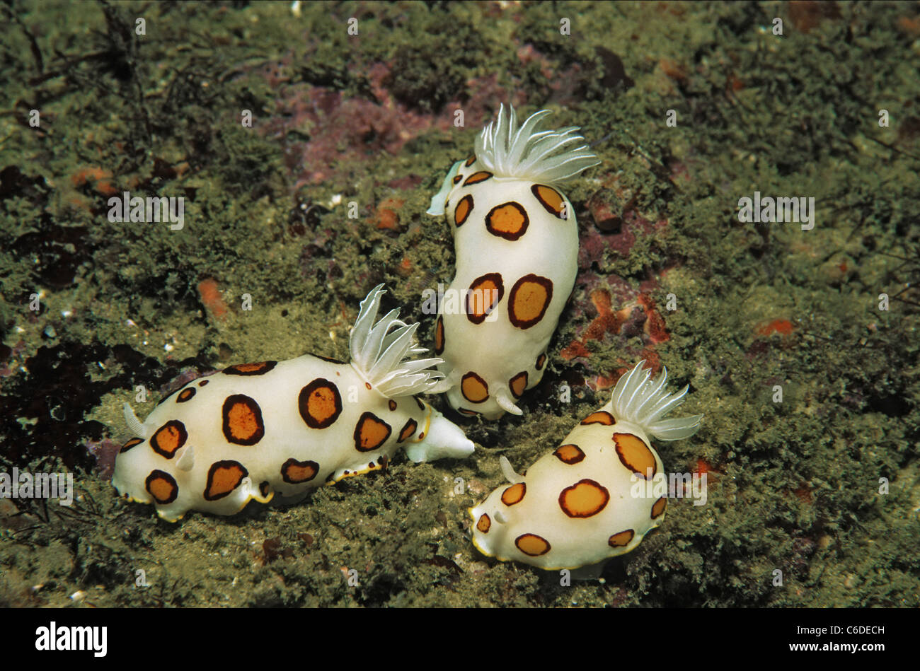 Kringel-Chromodoris, Chromodoris sp., Familie Prachtsternschnecken, Curl Nudibranch, Chromodoris sp., Famiglia Chromodorids Foto Stock