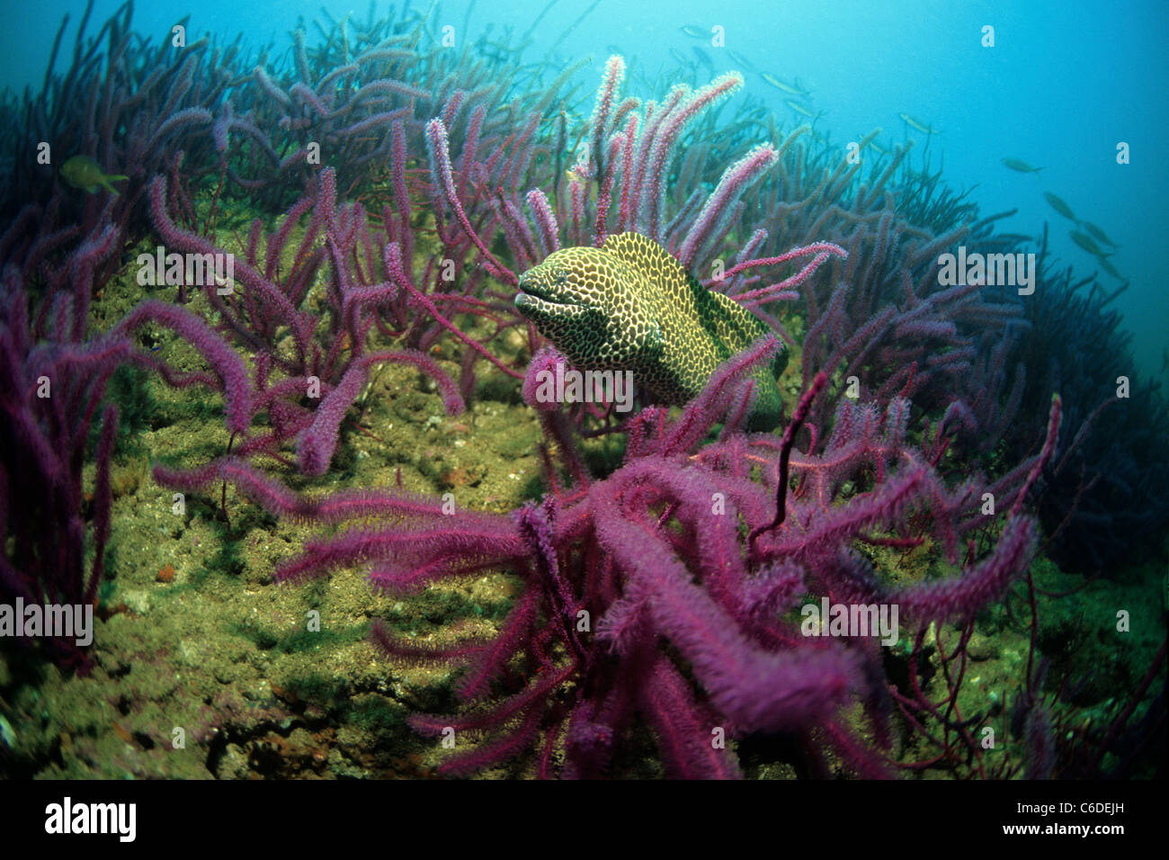 Grosse Netzmuraene, Gymnothorax favagineus, Honeycomb Murene, Gymnothorax favagineus Foto Stock