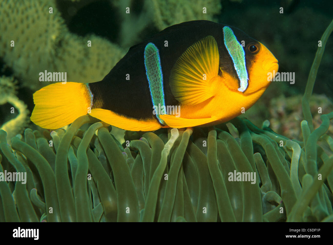 Anemonenfisch, Amphiprion sp.,, Anemonefish Amphiprion sp., Foto Stock