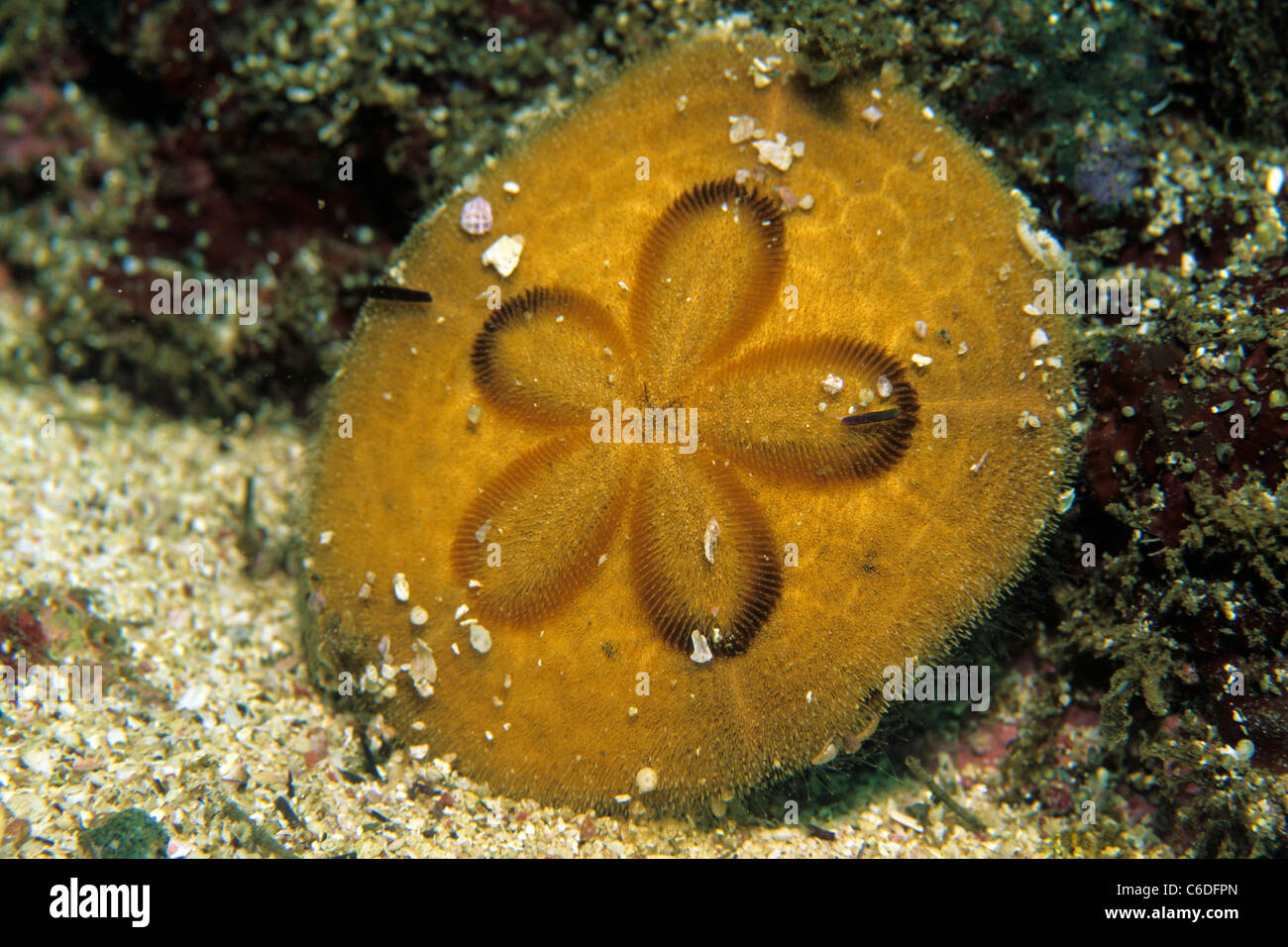 Sanddollar, Clypeaster humilis, Sand dollar, Clypeaster humilis Foto Stock