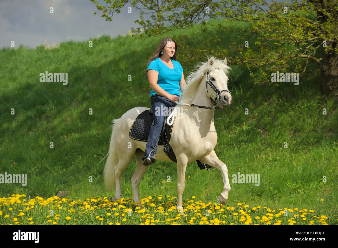 Giovane pilota tölting su un Paso Fino a cavallo in primavera Foto Stock