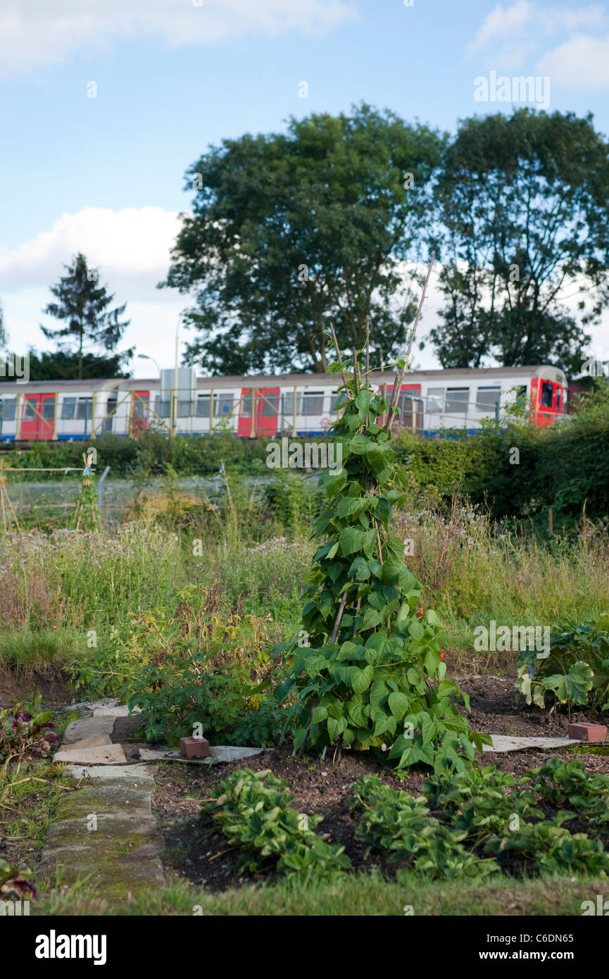 Un tubo di metropolitana passa dal riparto in Harrow Londra con un runner beens crescendo in primo piano verso la fine di agosto. Foto Stock